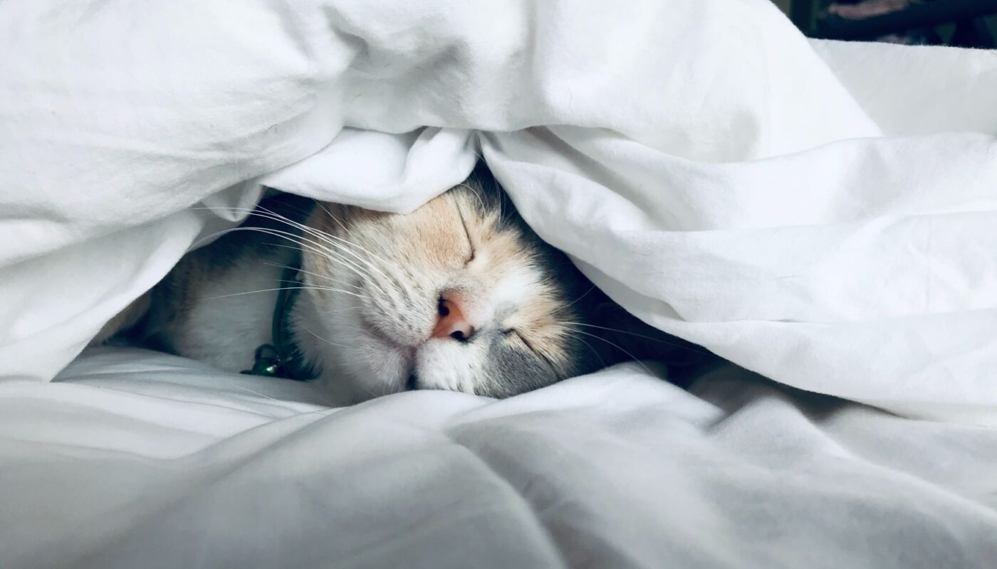 chat qui dort sous un drap